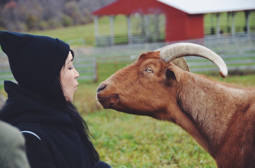 Farm Sanctuary_hot for food
